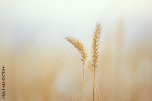 Two wheat stalks in a golden field at sunset.