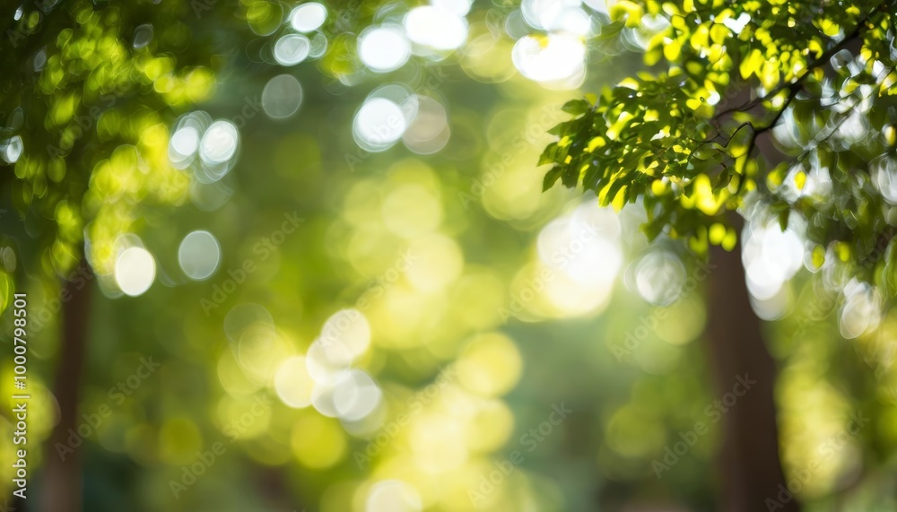 Obraz premium Bright and Beautiful A Sunlit Forest Path