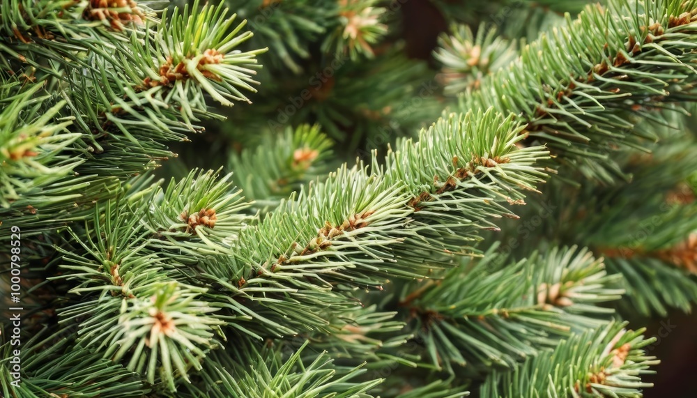 Vibrant Evergreen Needles CloseUp Vibrant Evergreen Needles CloseUp