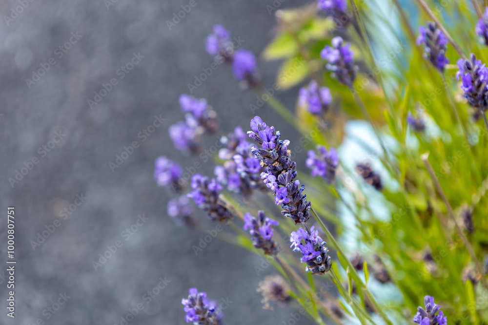 Full frame abstract texture background of purple English lavender flowers, in front of a defocused gray stone wall Full frame abstract texture background of purple English lavender flowers, in front of a defocused gray stone wall