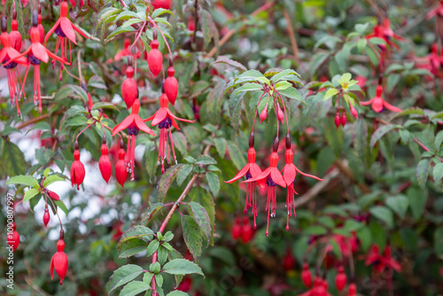 Full frame abstract texture backdrop of red and purple fuchsia flowers in bloom, with defocused background