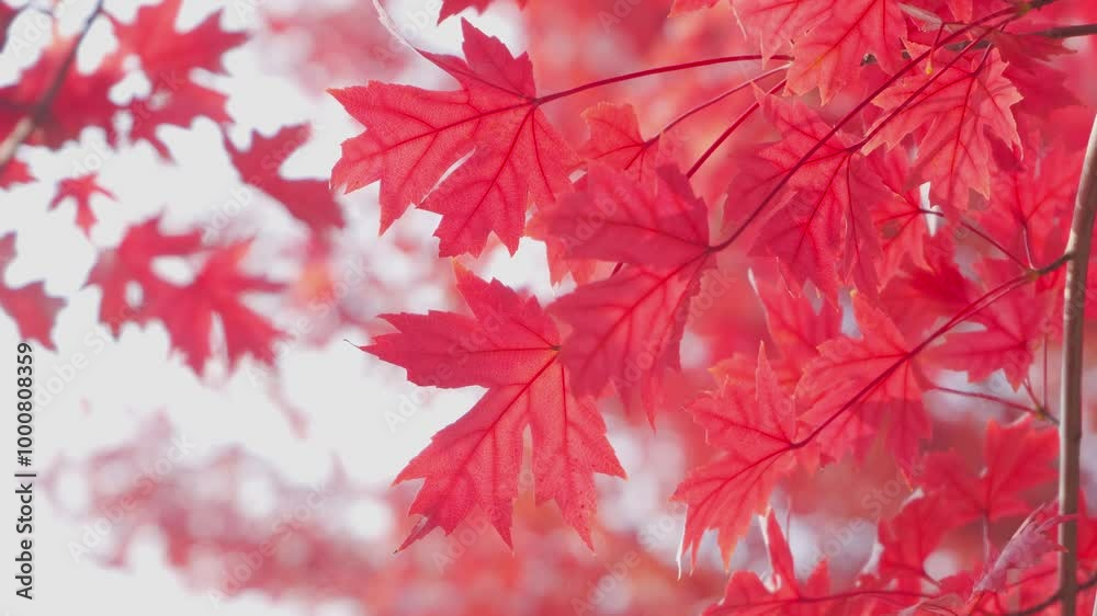 Autumn red maple leaves swaying in the wind Autumn red maple leaves swaying in the wind