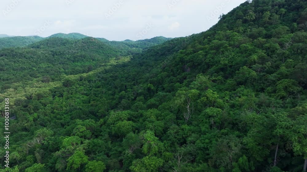 Explore the Lush Green Hills and Valleys of a Vibrant Forest in Mid-Morning Sunlight Explore the Lush Green Hills and Valleys of a Vibrant Forest in Mid-Morning Sunlight