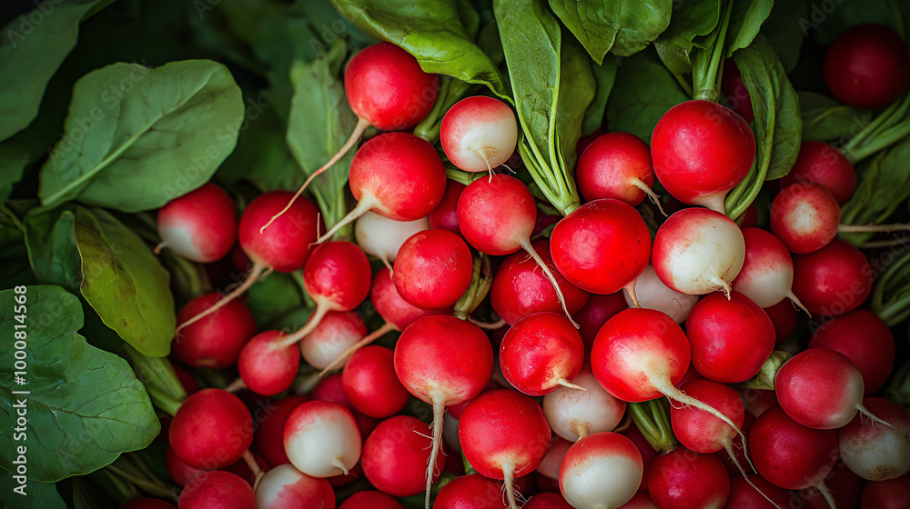 Fresh Radishes with Green Leaves Fresh Radishes with Green Leaves