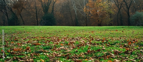 Green Grassy Field With Brown Leaves On The Ground