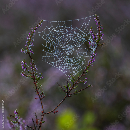 Spinnennetze in der blühenden Heidelandschaft 2 photo