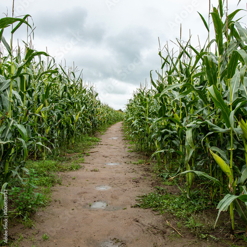 Public footpath through corn field