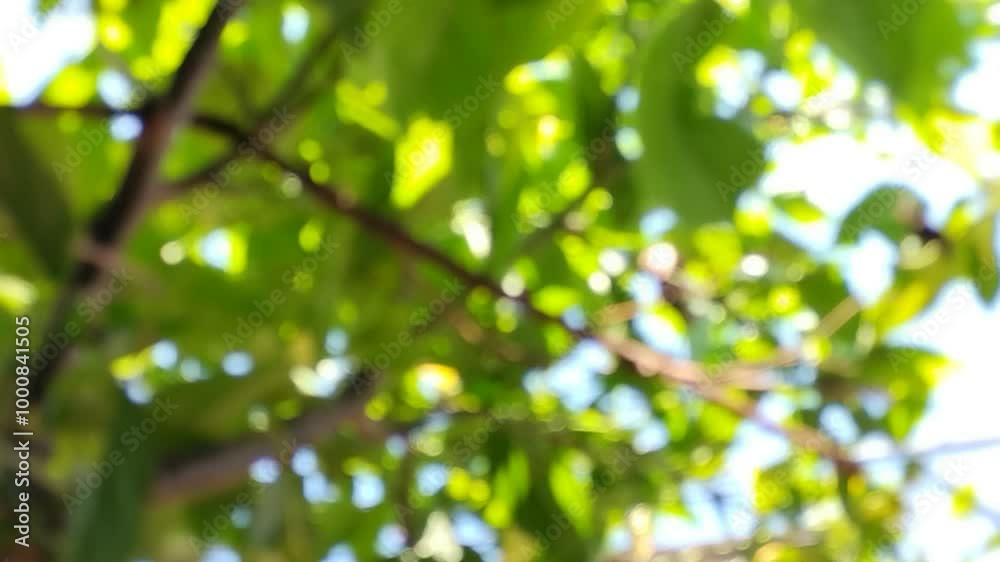 The natural background blurs from the leaves The natural background blurs from the leaves