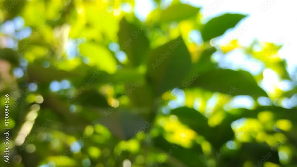 The natural background blurs from the leaves The natural background blurs from the leaves