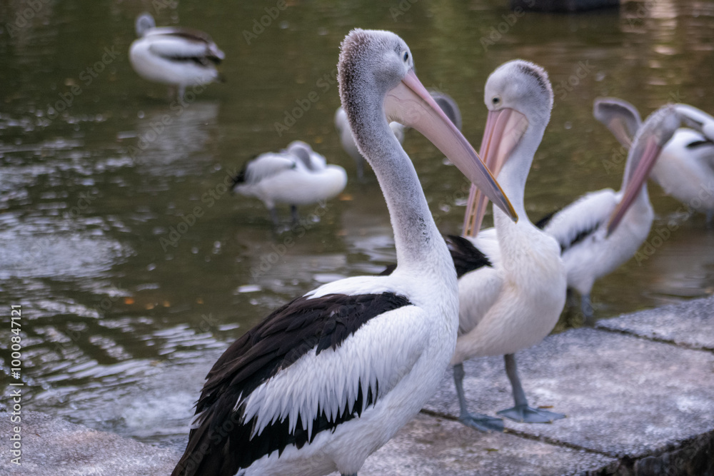 Australian pelican on the pond in the zoo. The Australian pelican (Pelecanus conspicillatus) is a large waterbird in the family Pelecanidae Australian pelican on the pond in the zoo. The Australian pelican (Pelecanus conspicillatus) is a large waterbird in the family Pelecanidae