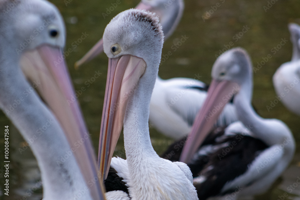 Australian pelican on the pond in the zoo. The Australian pelican (Pelecanus conspicillatus) is a large waterbird in the family Pelecanidae Australian pelican on the pond in the zoo. The Australian pelican (Pelecanus conspicillatus) is a large waterbird in the family Pelecanidae