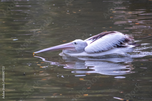 Australian pelican on the pond in the zoo. The Australian pelican (Pelecanus conspicillatus) is a large waterbird in the family Pelecanidae