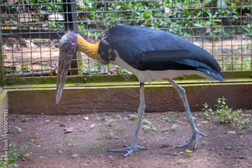 Canvas-taulu The greater adjutant (Leptoptilos dubius) is a member of the stork family, Ciconiidae