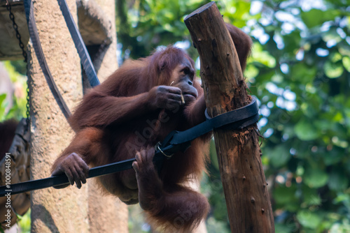 The Bornean orangutan is the third-largest ape after the western gorilla, and the largest truly arboreal (or tree-dwelling) extant ape. Animals in the Zoo. photo