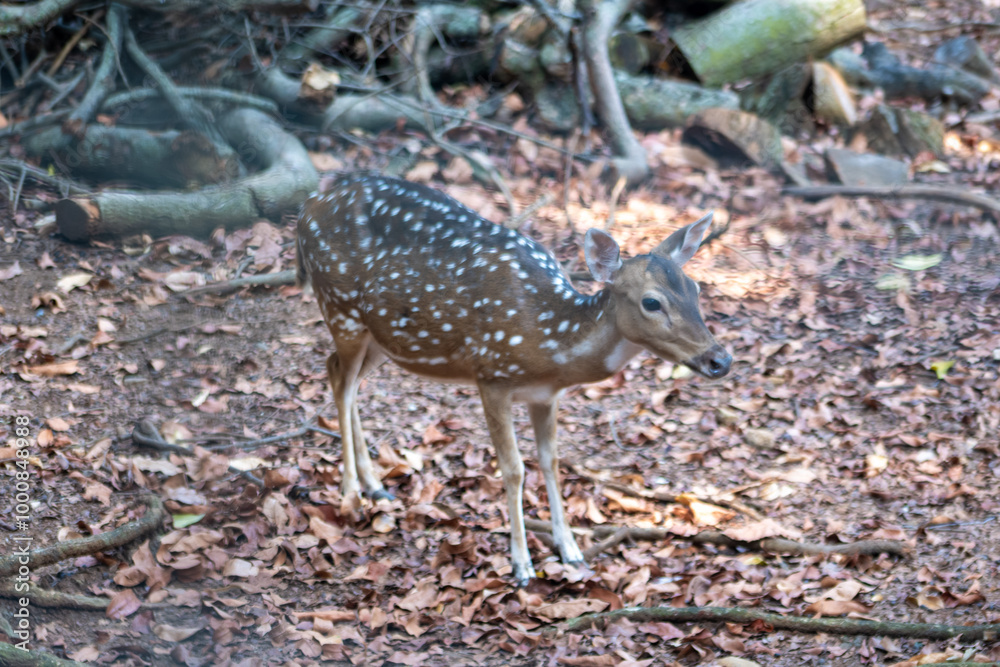 The chital or cheetal, also known as the spotted deer, chital deer and axis deer, is a deer species native to the Indian subcontinent. Deers in the zoo. The chital or cheetal, also known as the spotted deer, chital deer and axis deer, is a deer species native to the Indian subcontinent. Deers in the zoo.