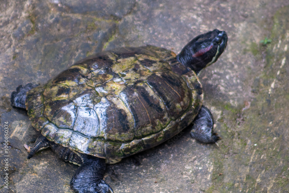 The Amboina box turtle or Southeast Asian box turtle is a species of Asian box turtle widely distributed across Southeast Asia. Turtle in the zoo. The Amboina box turtle or Southeast Asian box turtle is a species of Asian box turtle widely distributed across Southeast Asia. Turtle in the zoo.