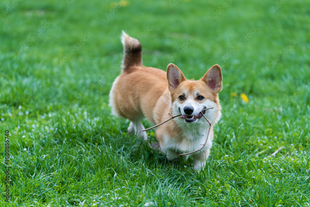 Young Pembroke Welsh corgi with middle length tail carrying branch in his mouth in green grass in the city park. Young Pembroke Welsh corgi with middle length tail carrying branch in his mouth in green grass in the city park.
