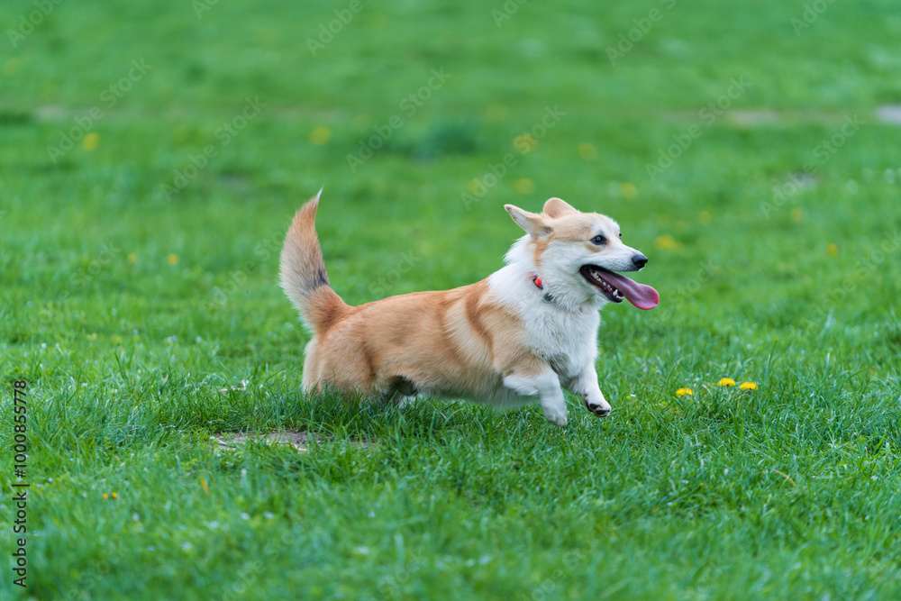 Young fluffy Pembroke Welsh corgi running with his long tail up in green grass in the city park. Young fluffy Pembroke Welsh corgi running with his long tail up in green grass in the city park.