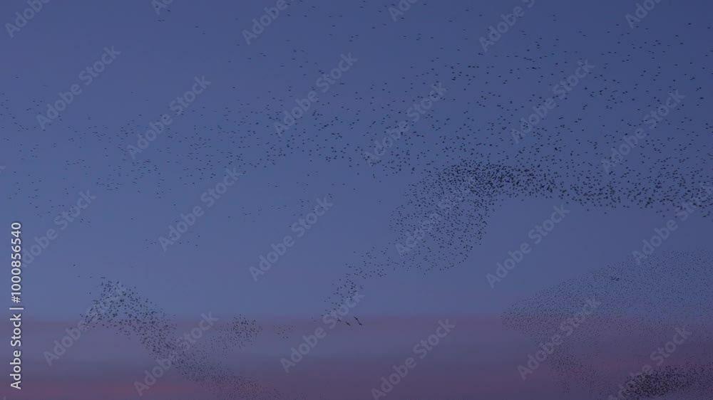 Amazing starling murmuration with many thousands of birds flying in the evening sky. Natural wonder of nature in England UK 4K