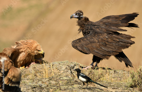 joven aguila imperial se alimenta en el campo photo