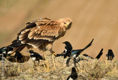 joven aguila imperial se alimenta en el campo photo