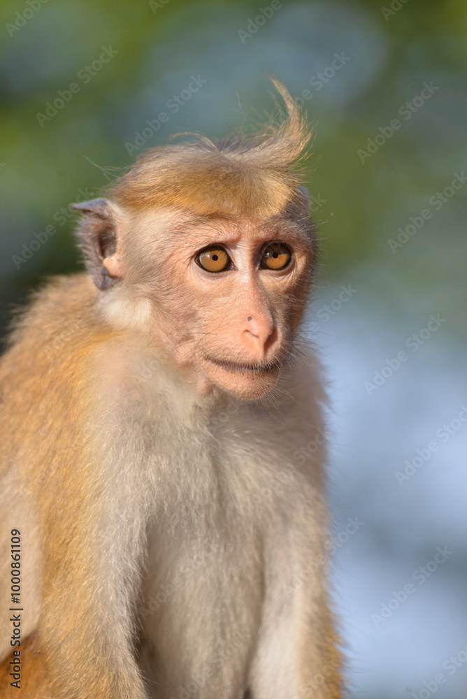 Toque Macaque (Macaca sinica) in Sigiriya, Sri Lanka – Curious Expression of a Local Inhabitant Toque Macaque (Macaca sinica) in Sigiriya, Sri Lanka – Curious Expression of a Local Inhabitant