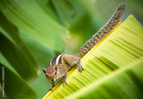 Indian Palm Squirrel (Funambulus palmarum) Exploring Banana Plant in Sri Lanka’s Lush Tropical Landscape photo