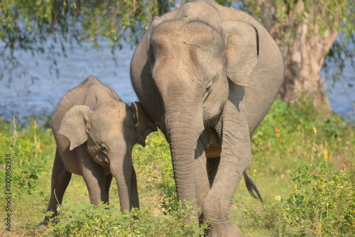 Mother and Baby Elephant Grazing by the Water at Udawalawe National Park, Sri Lanka