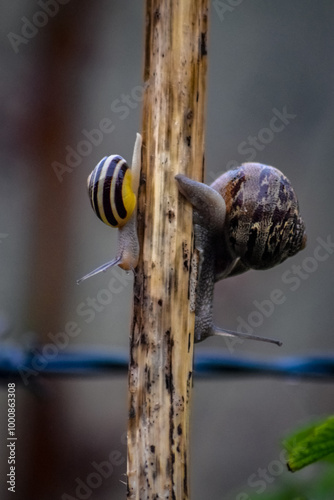 Two snails on a branch in the forest photo