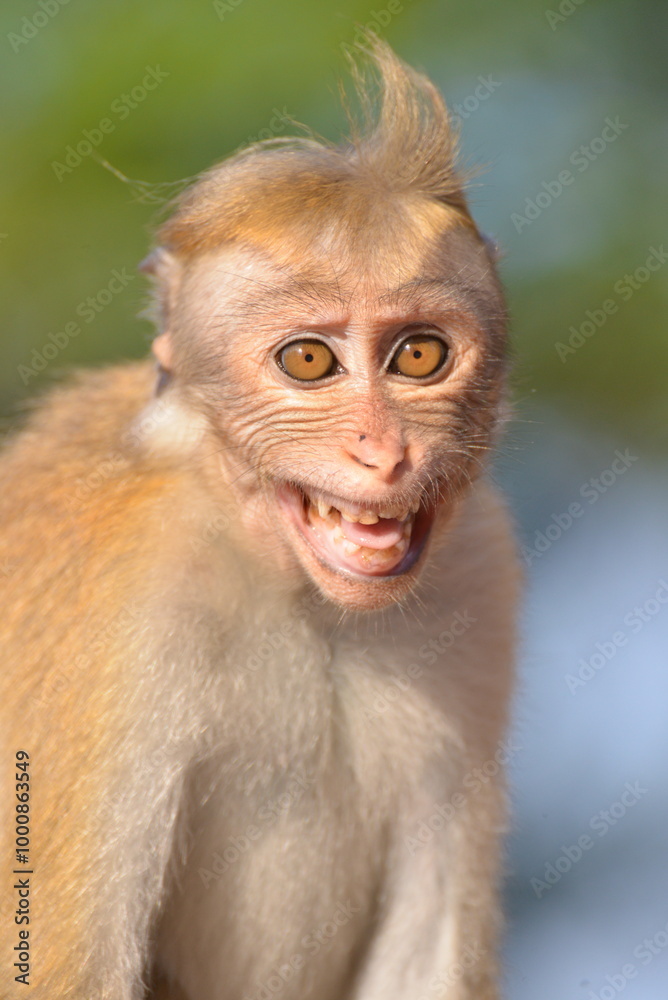 Toque Macaque Displaying Expressive Smile in Natural Habitat, Sri Lanka Toque Macaque Displaying Expressive Smile in Natural Habitat, Sri Lanka