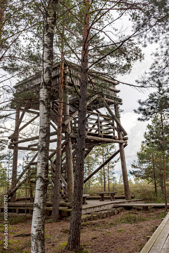 wooden observation tower in the bog, traditional bog vegetation, Nigula nature reserve is Nigula bog, a typical western Estonian bog photo