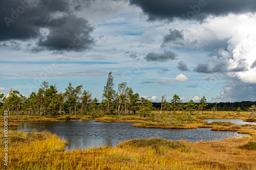 bog lake, bog pines and traditional bog vegetation, Nigula nature reserve is Nigula bog, a typical western Estonian bog photo