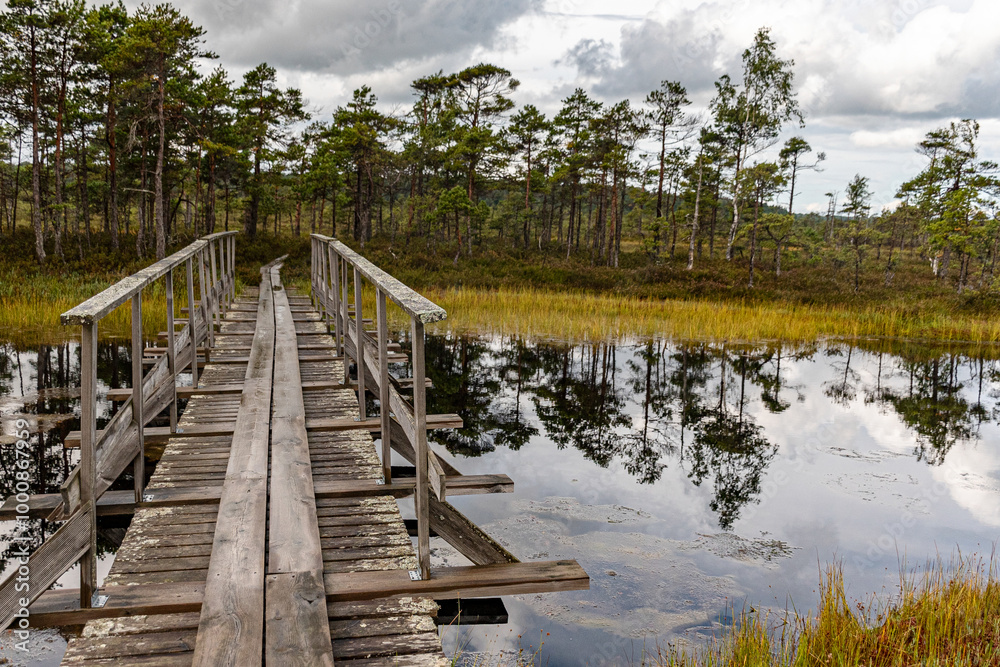 Fototapeta premium wooden footbridge in the bog, traditional bog vegetation, Nigula nature reserve is Nigula bog, a typical western Estonian bog
