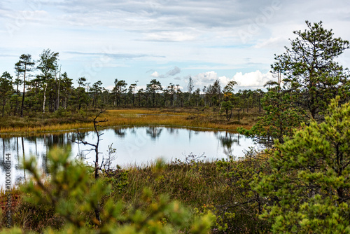 bog lake, bog pines and traditional bog vegetation, Nigula nature reserve is Nigula bog, a typical western Estonian bog photo