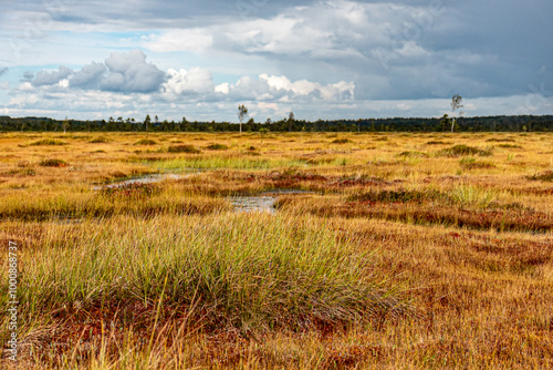 bog wetland, grass, bog pines and traditional bog vegetation, Nigula nature reserve is Nigula bog, a typical western Estonian bog photo