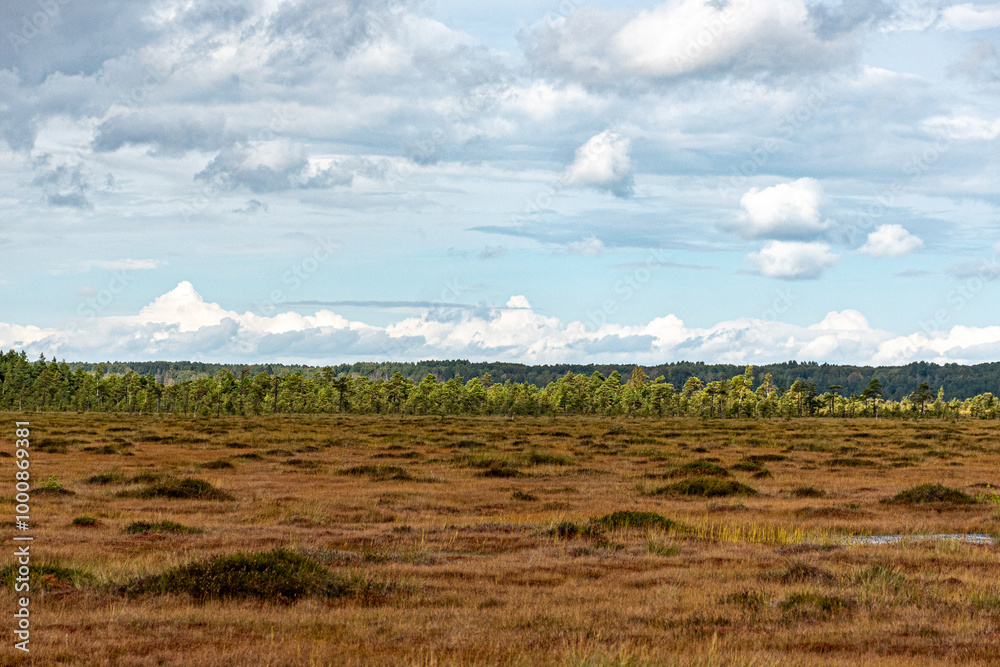 bog wetland, grass, bog pines and traditional bog vegetation, Nigula nature reserve is Nigula bog, a typical western Estonian bog bog wetland, grass, bog pines and traditional bog vegetation, Nigula nature reserve is Nigula bog, a typical western Estonian bog