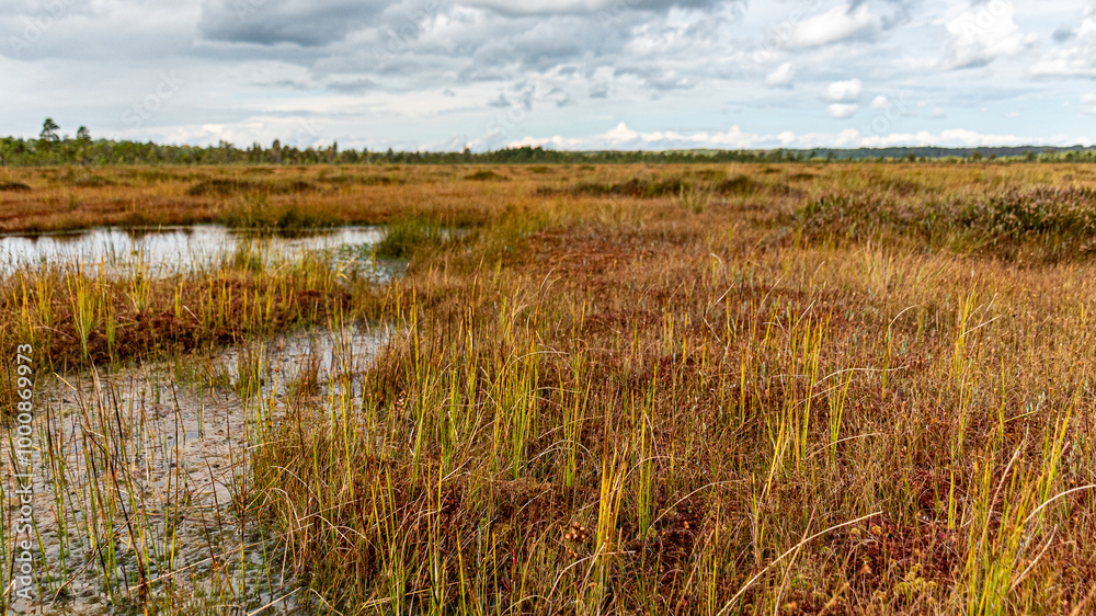 bog wetland, grass, bog pines and traditional bog vegetation, Nigula nature reserve is Nigula bog, a typical western Estonian bog