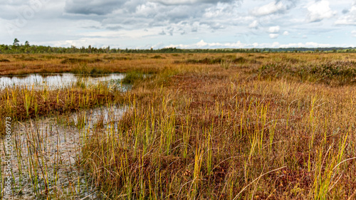 Obraz na płótnie bog wetland, grass, bog pines and traditional bog vegetation, Nigula nature reserve is Nigula bog, a typical western Estonian bog w salonie