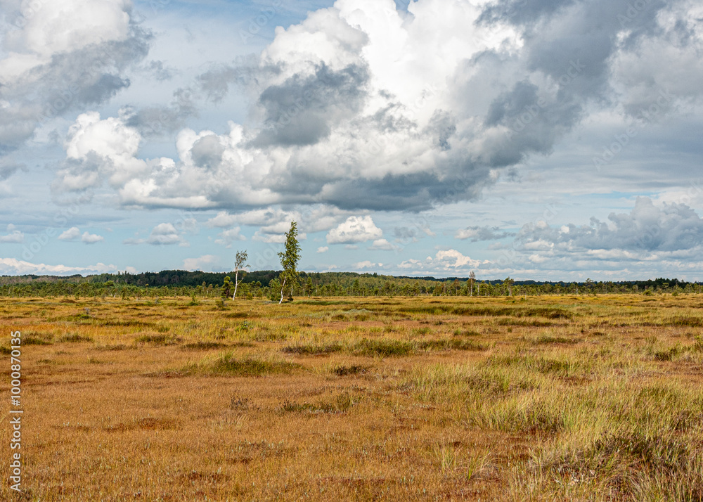 bog wetland, grass, bog pines and traditional bog vegetation, Nigula nature reserve is Nigula bog, a typical western Estonian bog