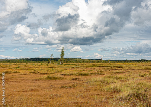 Obraz na płótnie bog wetland, grass, bog pines and traditional bog vegetation, Nigula nature reserve is Nigula bog, a typical western Estonian bog w salonie