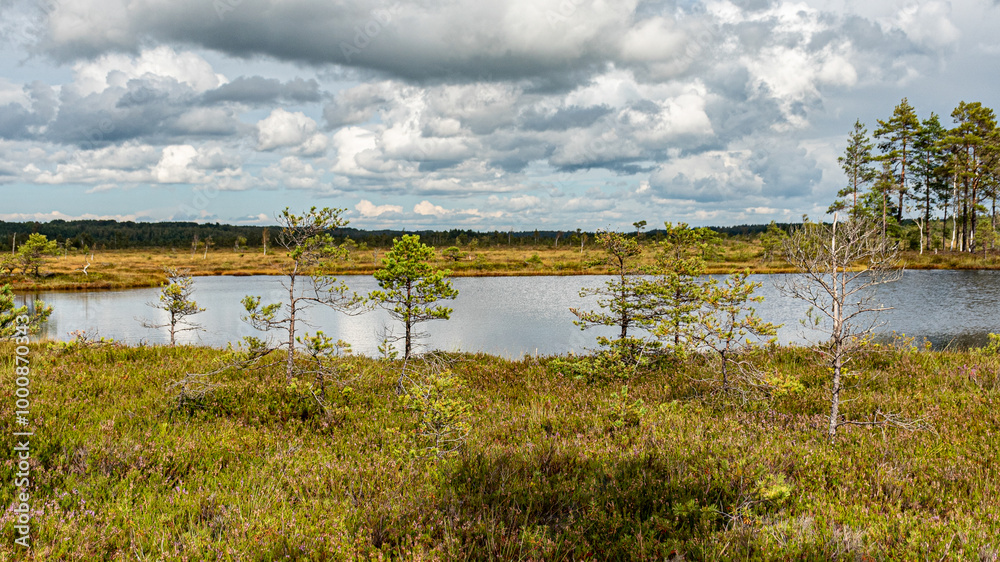 Obraz premium bog wetland, grass, bog pines and traditional bog vegetation, Nigula nature reserve is Nigula bog, a typical western Estonian bog