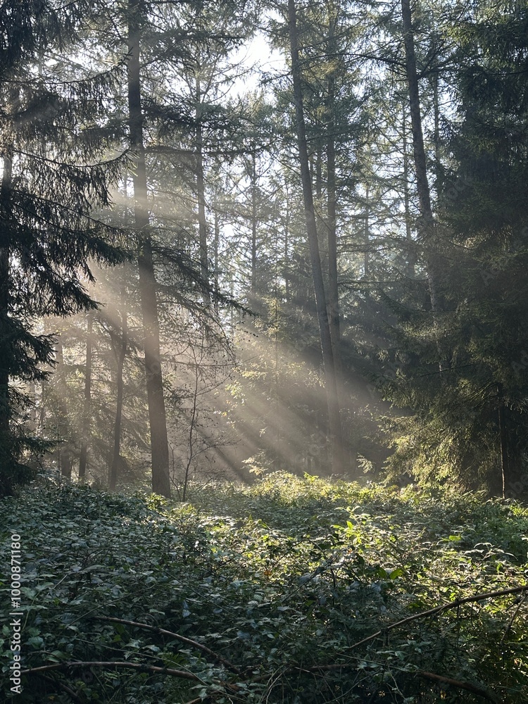 Sonnenstrahlen