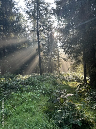 Wald Sonnenstrahlen