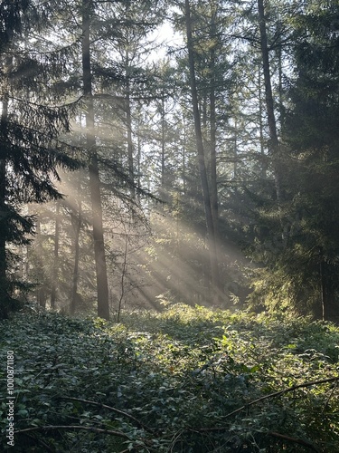 Obraz na płótnie Sonnenstrahlen w salonie