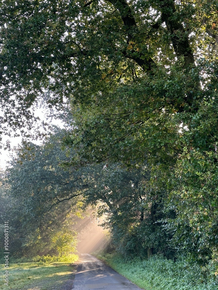 path in the forest