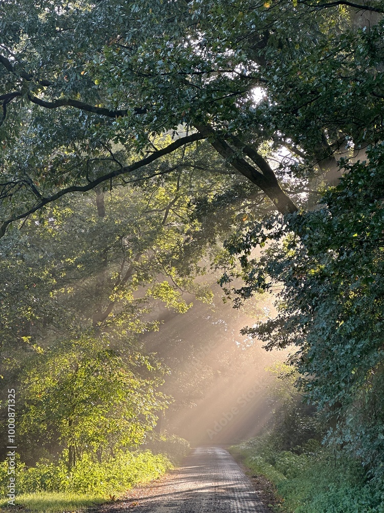 river in the forest