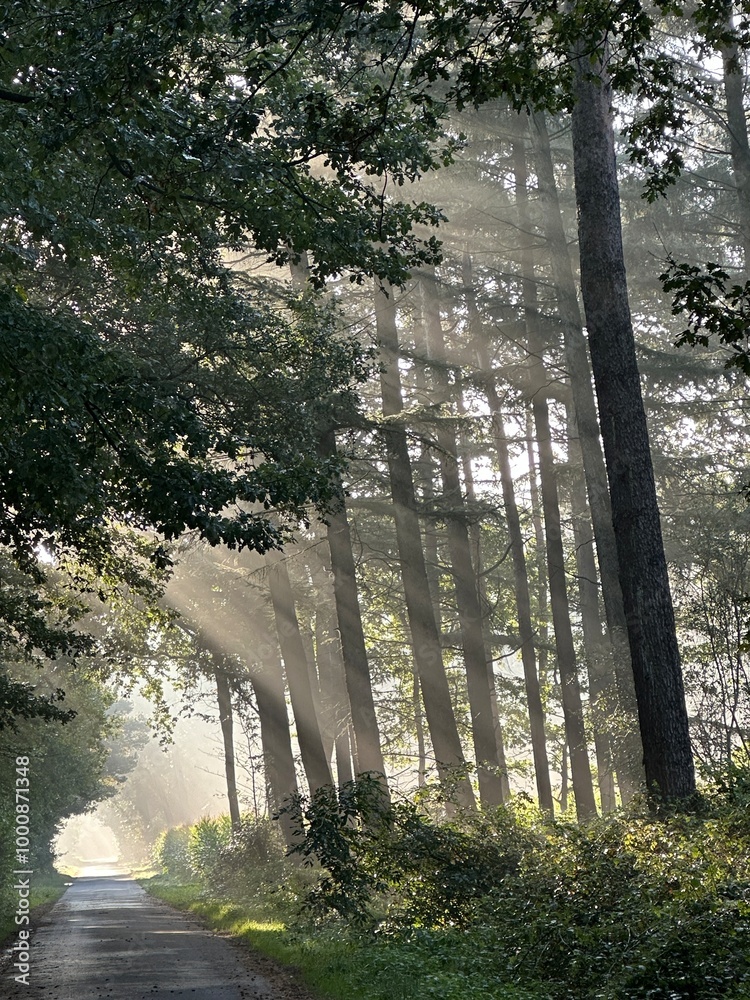 bridge in the forest