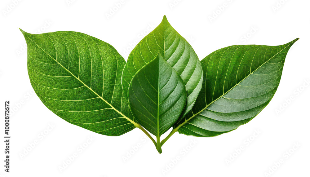 Fototapeta premium Green leaves on white isolated background transparent