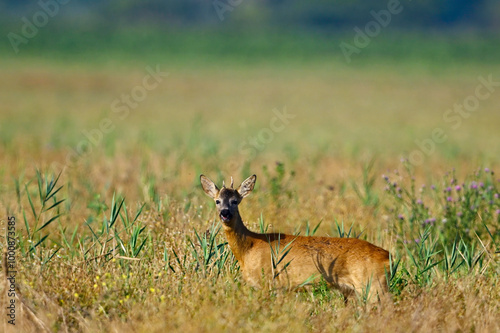 Europäisches Reh // Roe deer (Capreolus capreolus) - Körös-Maros, Ungarn