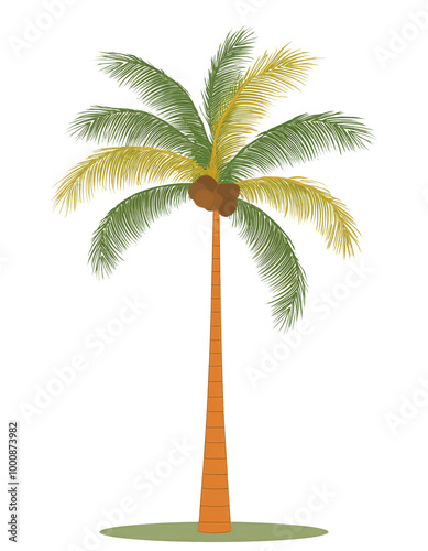 Coconut palm tree, white isolate background transparent photo